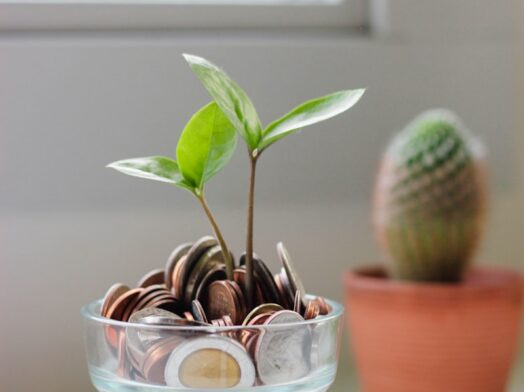 green plant in clear glass cup